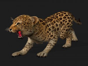 LeopardBabyA1 Modello 3D