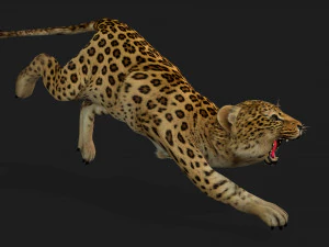 LeopardBabyA1 3D Model
