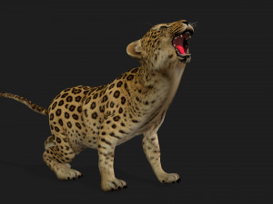 LeopardBabyA1 Modello 3D