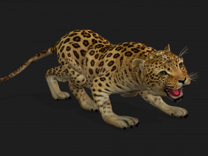 LeopardBabyA1 Modello 3D