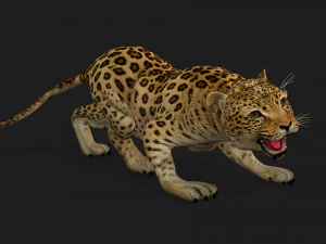 LeopardBabyA1 3D Model