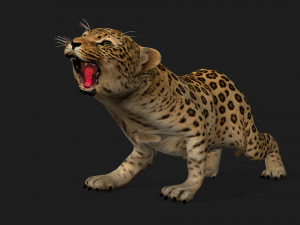 LeopardBabyA1 Modello 3D