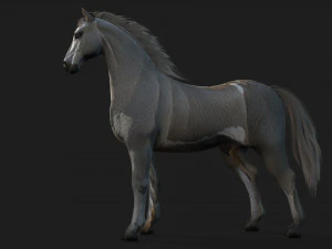 HorseA4 3D Model