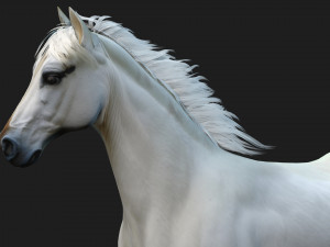 HorseA5 Modello 3D