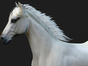 HorseA5 3D Model