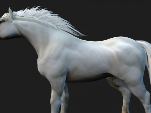 HorseA5 Modello 3D