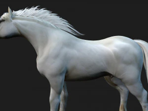 HorseA5 3D Model