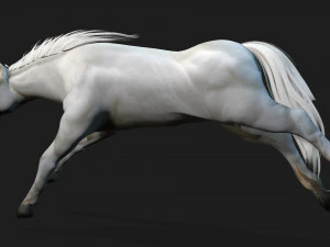 HorseA5 3D Model