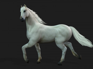 HorseA5 Modello 3D