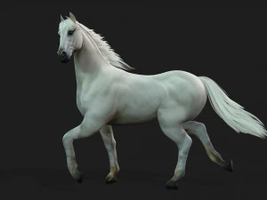 HorseA5 3D Model