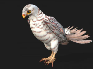 ケストレルB5 3Dモデル