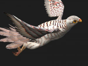 ケストレルB5 3Dモデル