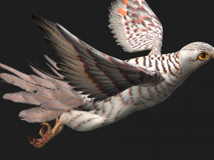 ケストレルB5 3Dモデル