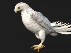 TurmfalkeB6 3D Modell