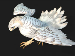 TurmfalkeB6 3D Modell