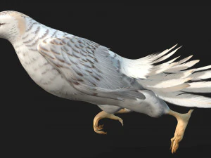 TurmfalkeB6 3D Modell