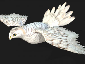 TurmfalkeB6 3D Modell