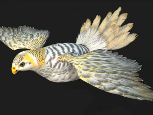 GheppioB7 Modello 3D