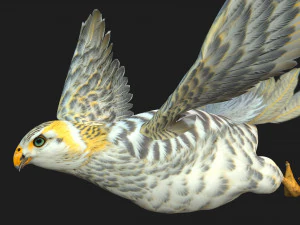 GheppioB7 Modello 3D