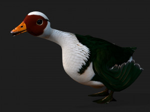 DuckA4 Modelo 3D