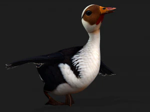 DuckA5 3D Model