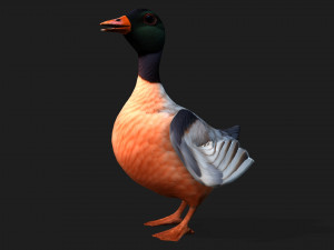 DuckA6 3D Модель