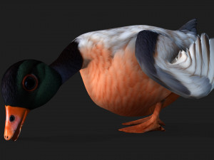 DuckA6 3D Модель
