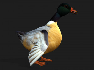 DuckA7 Model 3D