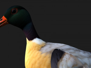 DuckA7 Model 3D