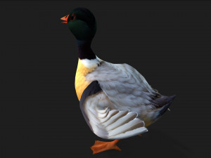 DuckA7 Model 3D