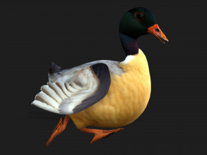 DuckA7 Model 3D