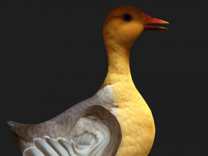 DuckA8 Modelo 3D