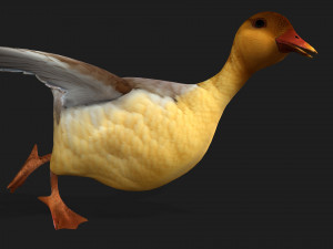 DuckA8 Modelo 3D
