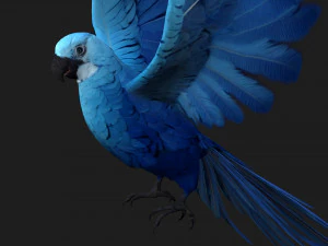 PerroquetA4 Modèle 3D