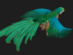 ParrotA5 Modelo 3D