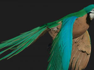 ParrotA5 Modelo 3D