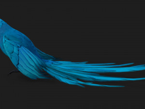 ParrotA6 3D Model