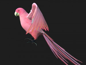 ParrotA8 Model 3D