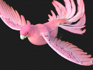 ParrotA8 Model 3D