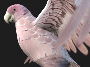 ParrotA9 Modelo 3D