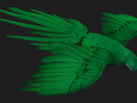 ParrotA11 3D Model
