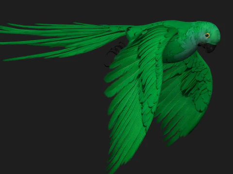 ParrotA11 3D Model