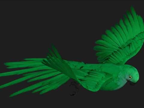 ParrotA11 3D Model