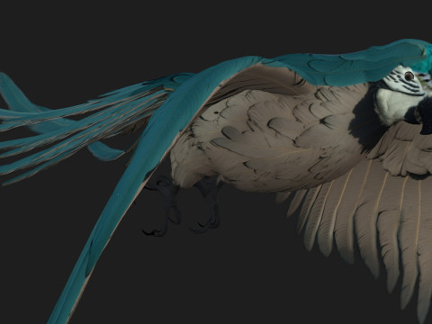 ParrotA12 Modello 3D