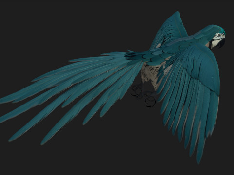 ParrotA12 Modello 3D