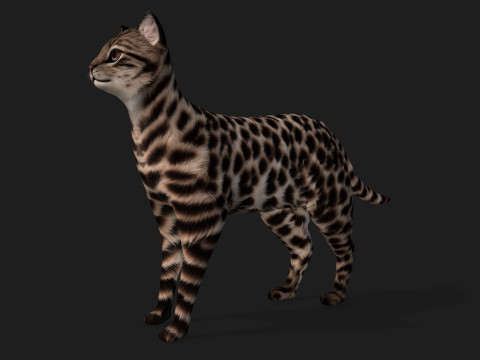LeopardCat-A1 3D मॉडल