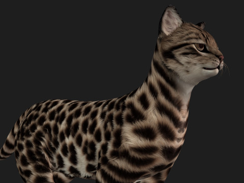 LeopardCat-A1 3D मॉडल