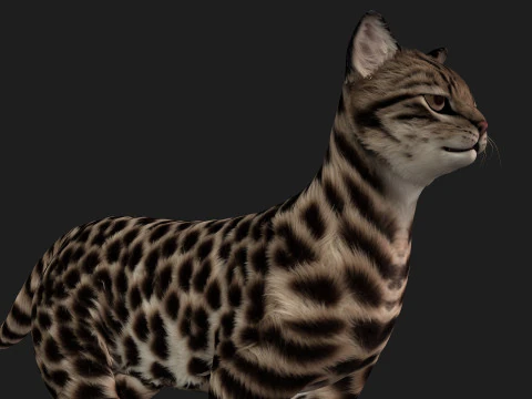 LeopardCat-A1 Modelo 3D