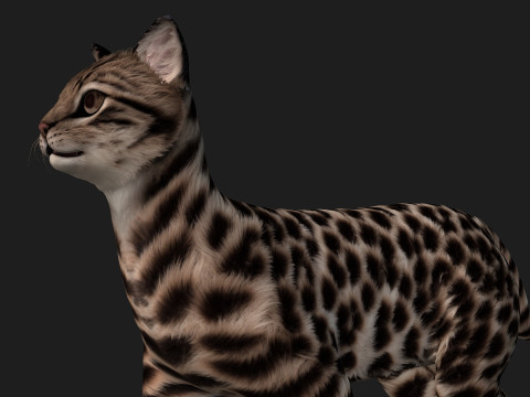 LeopardCat-A1 3D मॉडल