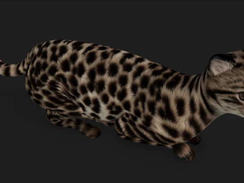 LeopardCat-A1 Modelo 3D